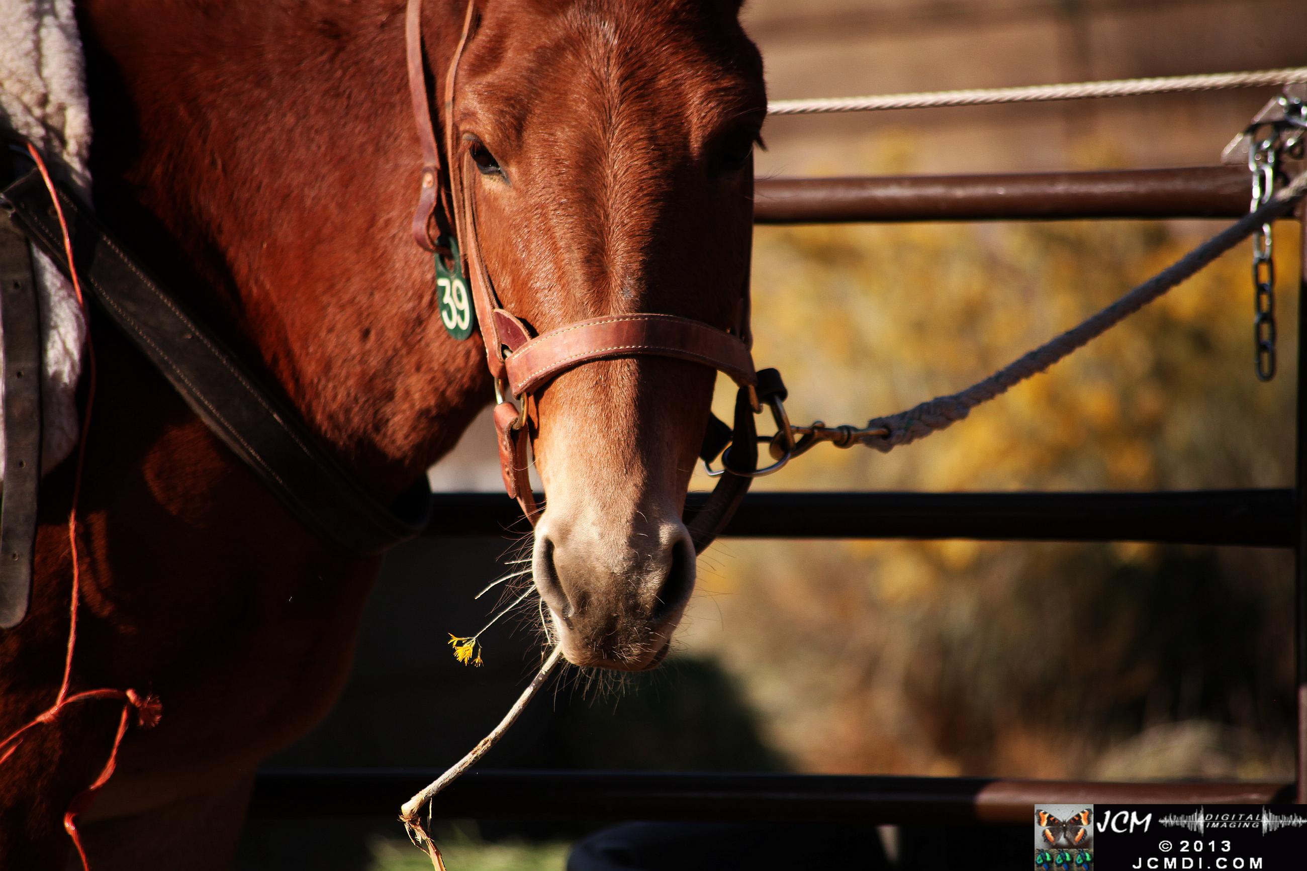 100 Mule Team at Whitney Canyon